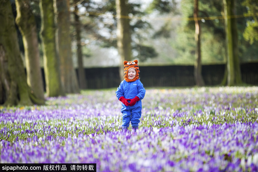 天真爛漫！ 兒童薰衣草花田玩耍童趣無限