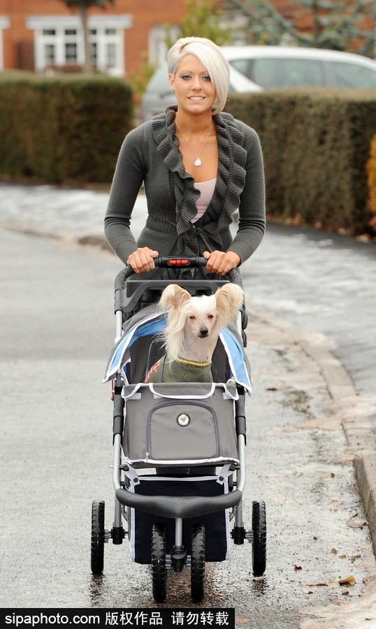 人不如狗系列！ 走進(jìn)全世界最奢華的狗狗生活