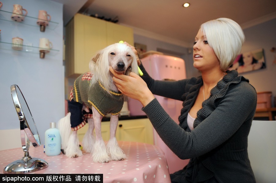 人不如狗系列！ 走進全世界最奢華的狗狗生活