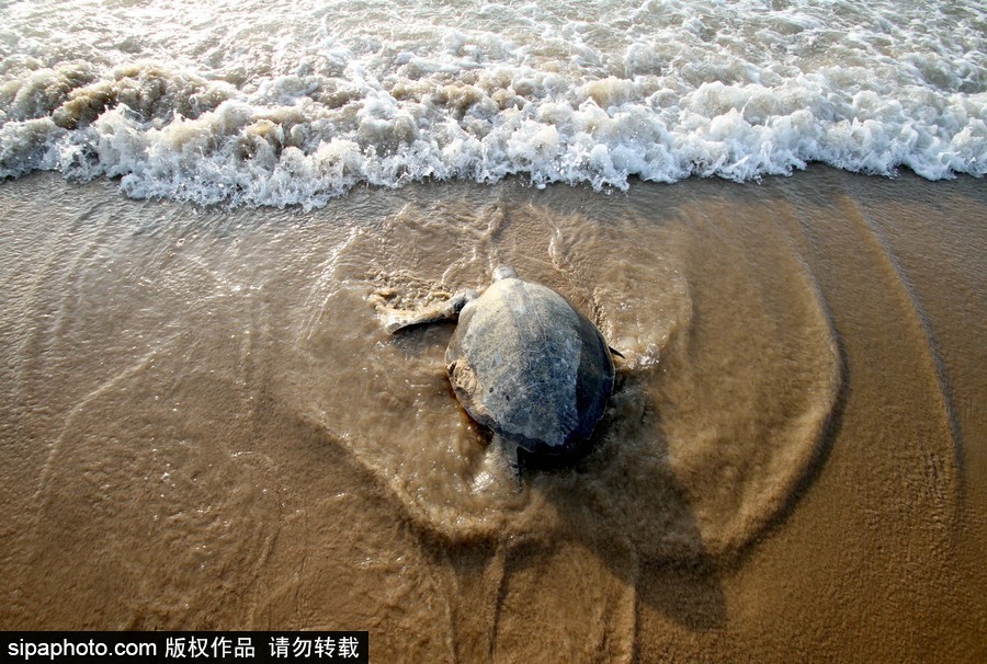 印度海灘現(xiàn)大批欖蠵龜 點(diǎn)狀排列刨沙產(chǎn)卵