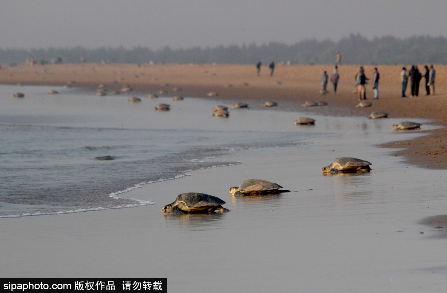 印度海灘現(xiàn)大批欖蠵龜 點狀排列刨沙產(chǎn)卵