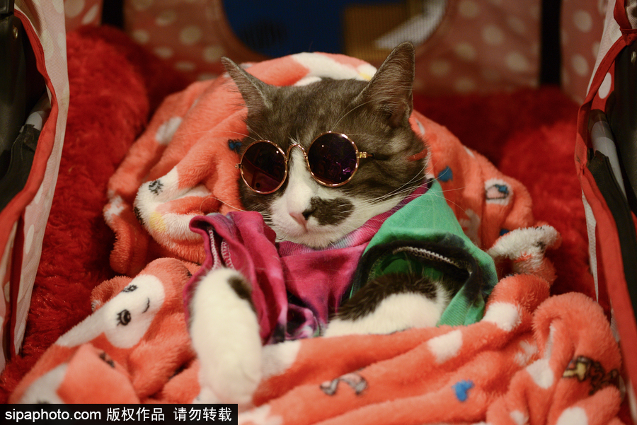 來自喵星界的霸氣！曼谷國際亞洲貓展萌態百樣