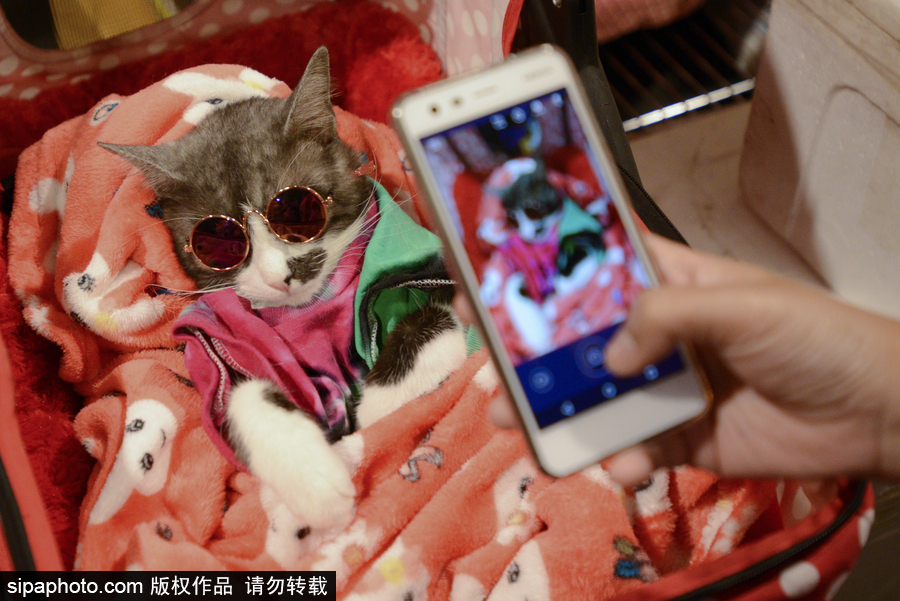 來自喵星界的霸氣！曼谷國際亞洲貓展萌態百樣