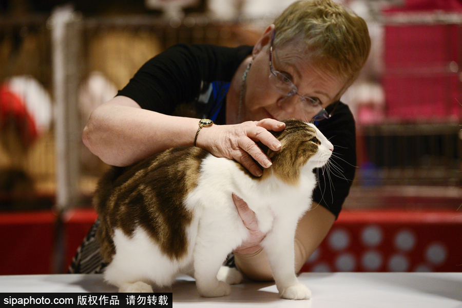 來自喵星界的霸氣！曼谷國際亞洲貓展萌態百樣