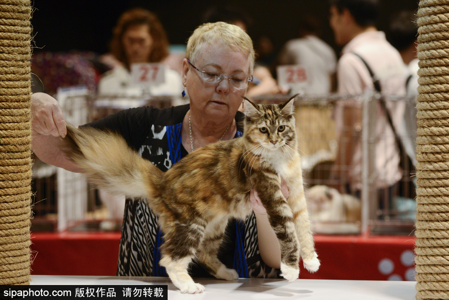 來自喵星界的霸氣！曼谷國(guó)際亞洲貓展萌態(tài)百樣