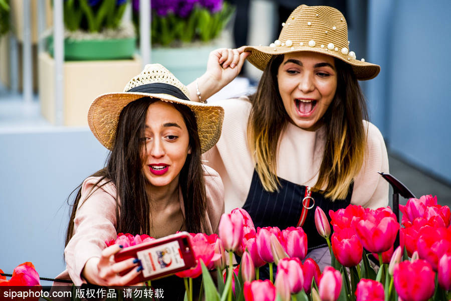 荷蘭利瑟郁金香花盛開 民眾爭先自拍合影