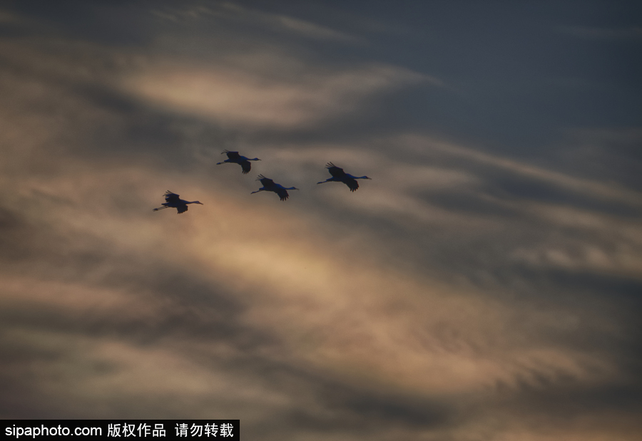 世界上最大的遷移之一 攝影實拍內布拉斯加州沙丘鶴大遷徙