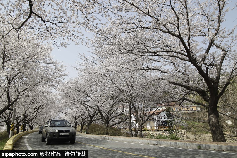 河?xùn)|十里櫻花路！韓國(guó)河?xùn)|郡櫻花盛放春意醉人