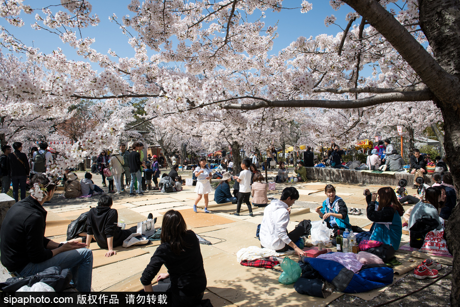 日本東京櫻花進入盛開期 游人如織暢游花海