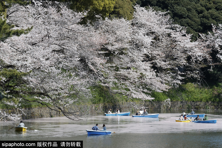 日本東京櫻花進入盛開期 游人如織暢游花海