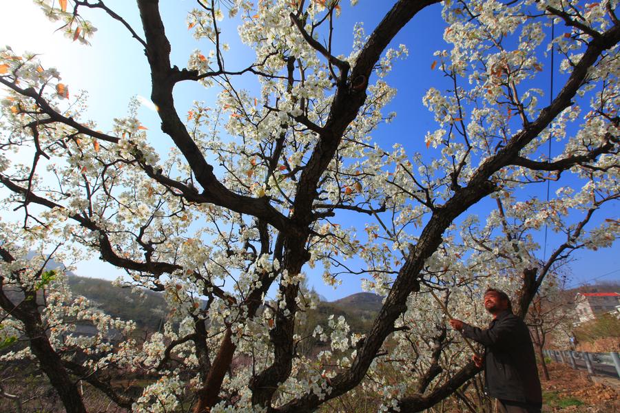 清明時節務農忙