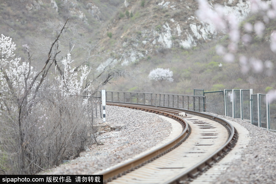 北京現最美列車線！居庸關小火車穿越“花海”美如仙境