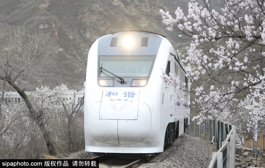 北京現最美列車線！居庸關小火車穿越“花海”美如仙境