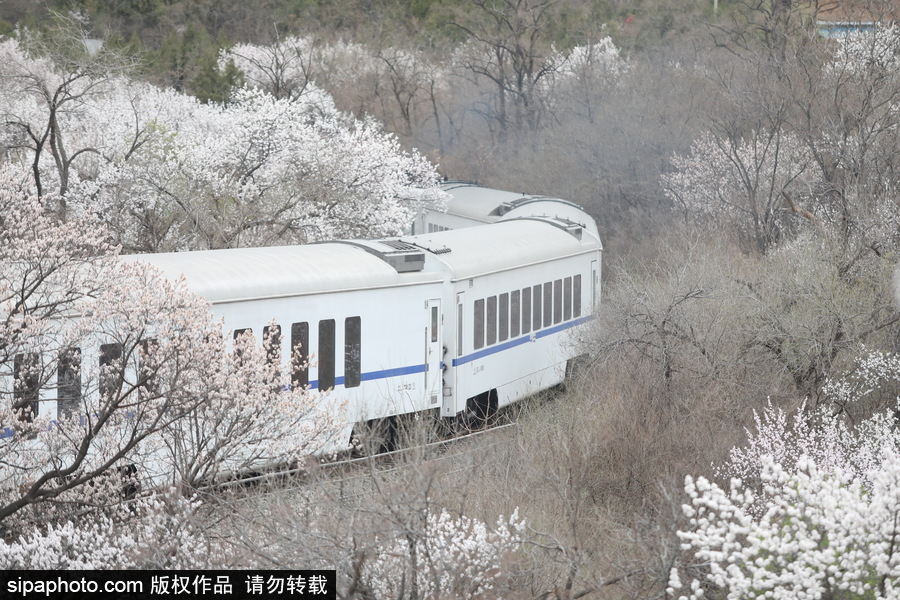 北京現最美列車線！居庸關小火車穿越“花海”美如仙境