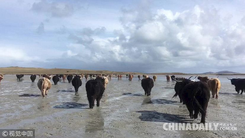 荒島來客！英國主人帶牛群“渡海”到無人島產(chǎn)仔
