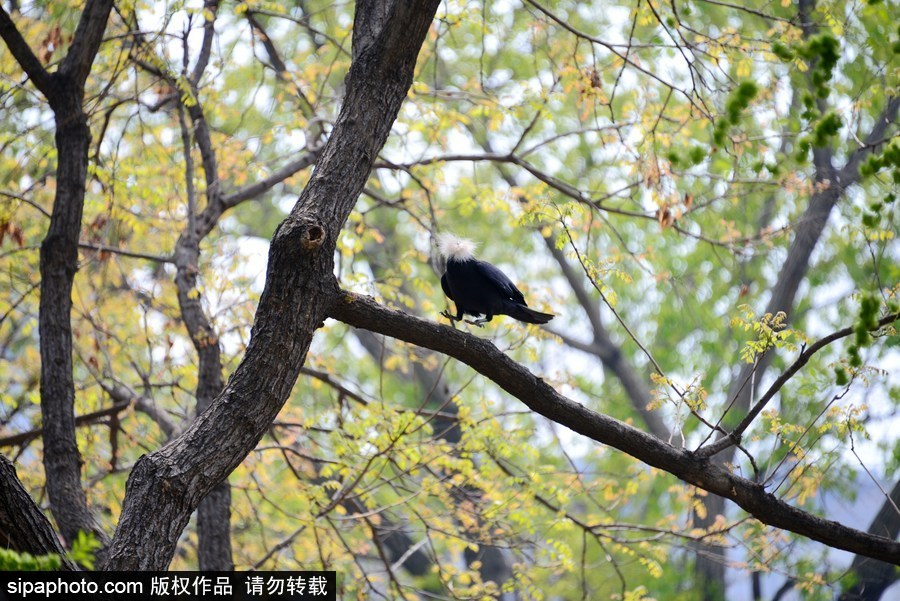 北京：膽大妄為！調(diào)皮烏鴉拔毛搭窩 大熊貓竟舒服“享受”