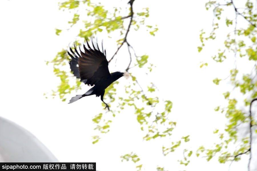 北京：膽大妄為！調皮烏鴉拔毛搭窩 大熊貓竟舒服“享受”