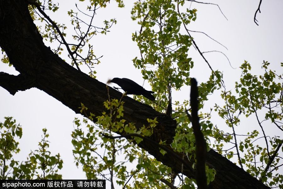 北京：膽大妄為！調皮烏鴉拔毛搭窩 大熊貓竟舒服“享受”