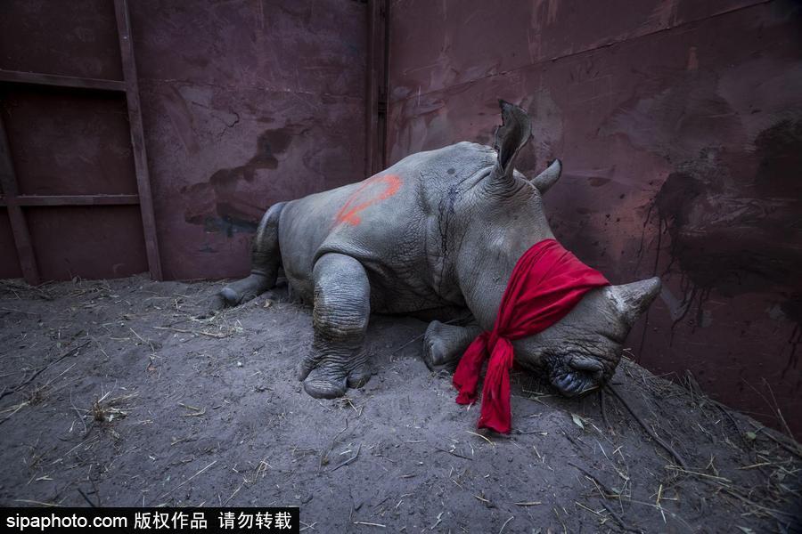 第61屆“荷賽”獲獎作品揭曉 精選作品賞析