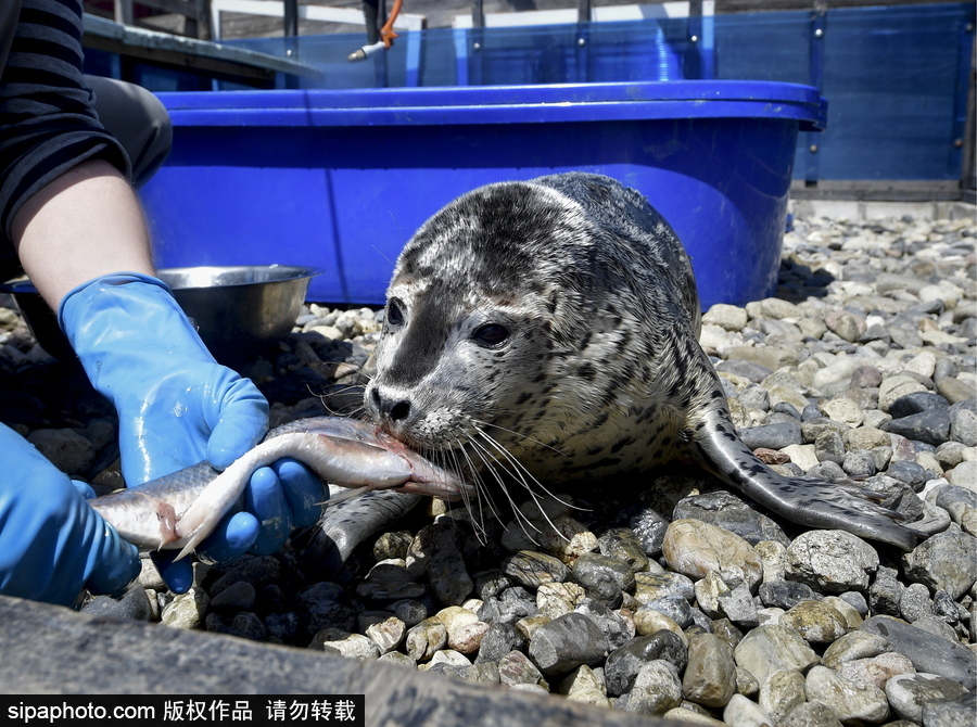 受傷后的避風港 探訪俄羅斯遠東地區海豹康復中心
