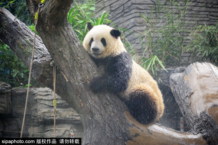 京城昨日創入夏最高氣溫 大熊貓淋浴降溫