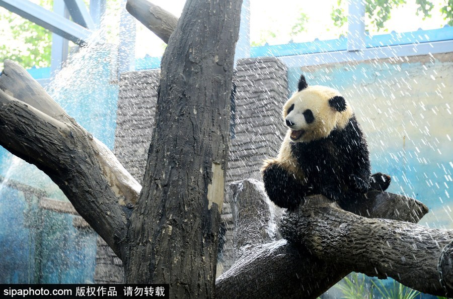京城昨日創入夏最高氣溫 大熊貓淋浴降溫
