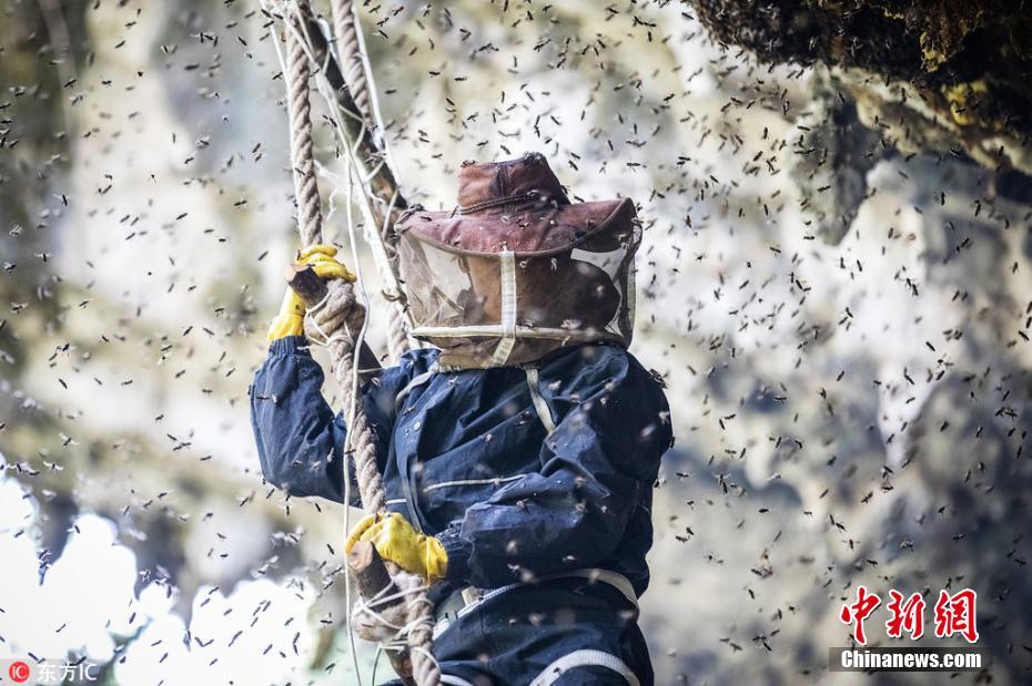 懸崖上的采蜜人 與幾萬(wàn)只殺人蜂群在高空斗智斗勇