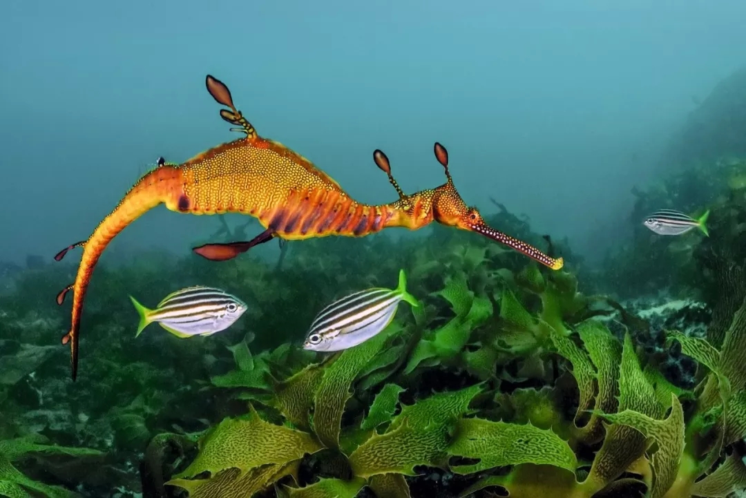 BBC《藍色星球Ⅱ》出書了,讀完想和海洋說聲:對不起