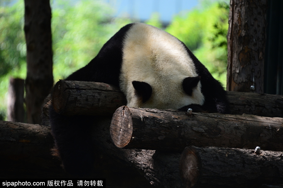 京城高溫難耐 大熊貓避暑美味不停生活愜意