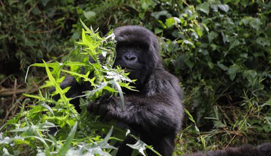 中國夫婦在盧旺達(dá)點(diǎn)亮三千“猩燈” 呼吁世界保護(hù)山地大猩猩