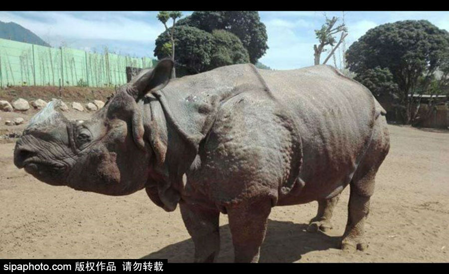 “網(wǎng)紅”犀牛千里尋“愛” 專人護(hù)送陣仗十足