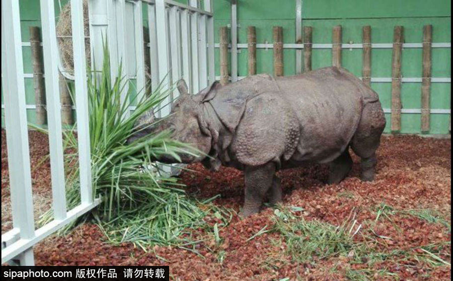 “網(wǎng)紅”犀牛千里尋“愛” 專人護(hù)送陣仗十足