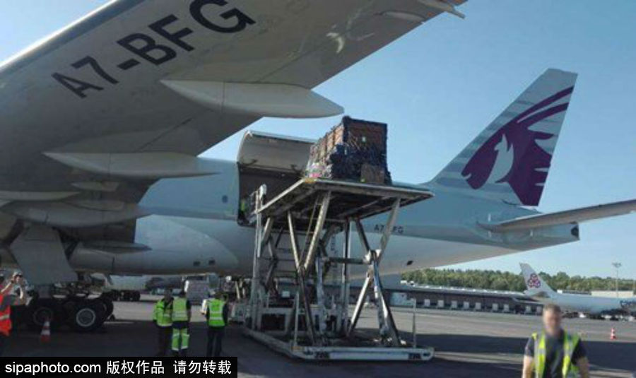 “網紅”犀牛千里尋“愛” 專人護送陣仗十足