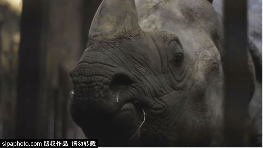 “網(wǎng)紅”犀牛千里尋“愛” 專人護(hù)送陣仗十足