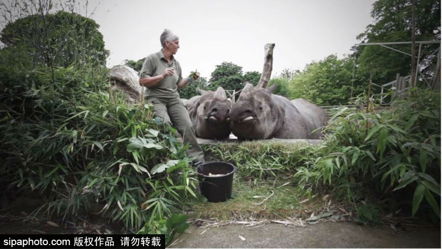 “網(wǎng)紅”犀牛千里尋“愛(ài)” 專人護(hù)送陣仗十足