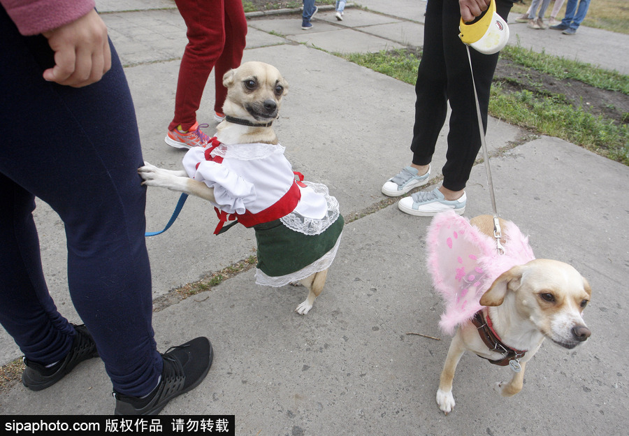 烏克蘭基輔舉行狗狗慈善跑 現場賣萌大比拼