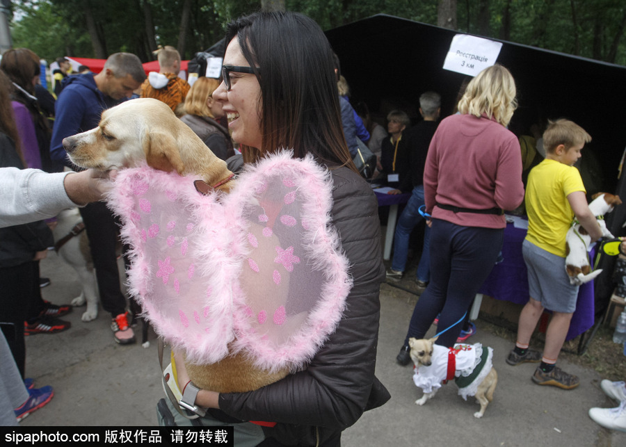 烏克蘭基輔舉行狗狗慈善跑 現(xiàn)場賣萌大比拼