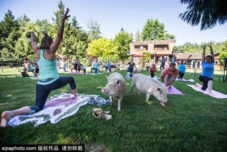 和諧！加拿大一農場內民眾練瑜伽 四只豬自由穿梭