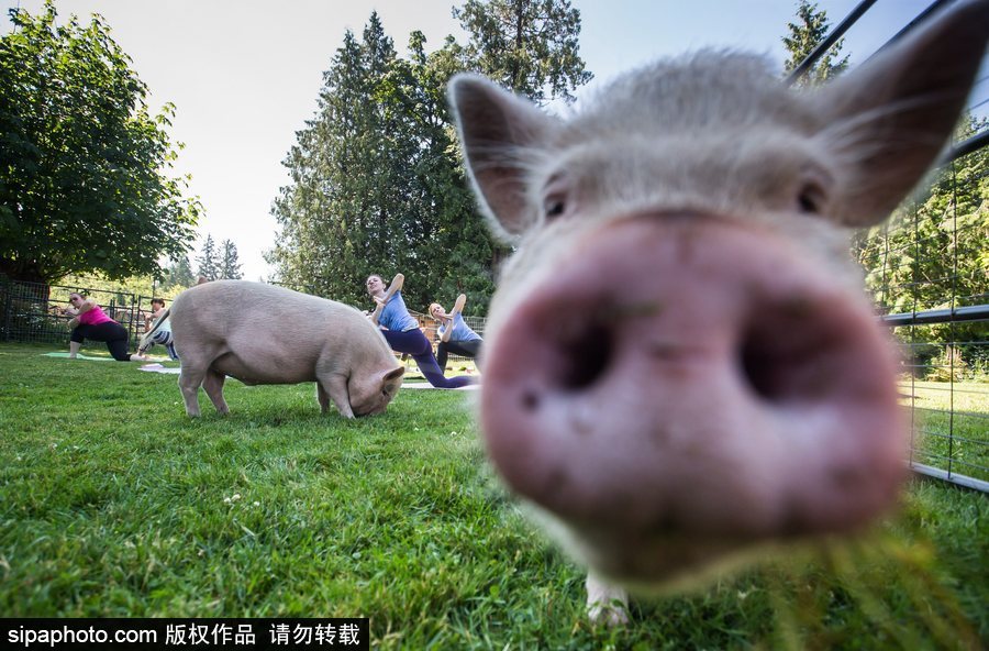 和諧！加拿大一農(nóng)場(chǎng)內(nèi)民眾練瑜伽 四只豬自由穿梭