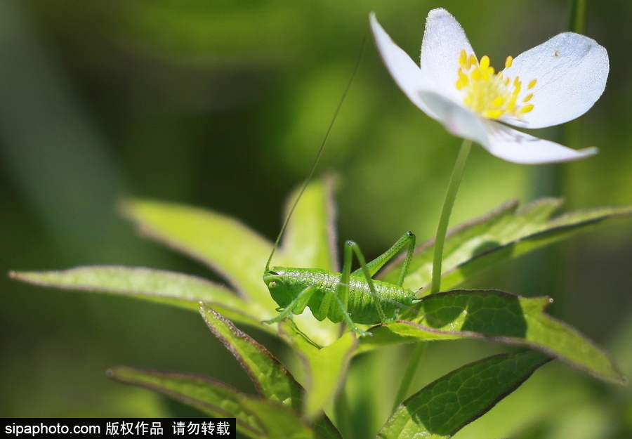遠(yuǎn)離塵囂的動(dòng)物棲息地 探訪俄羅斯別廖佐夫斯基自然保護(hù)區(qū)