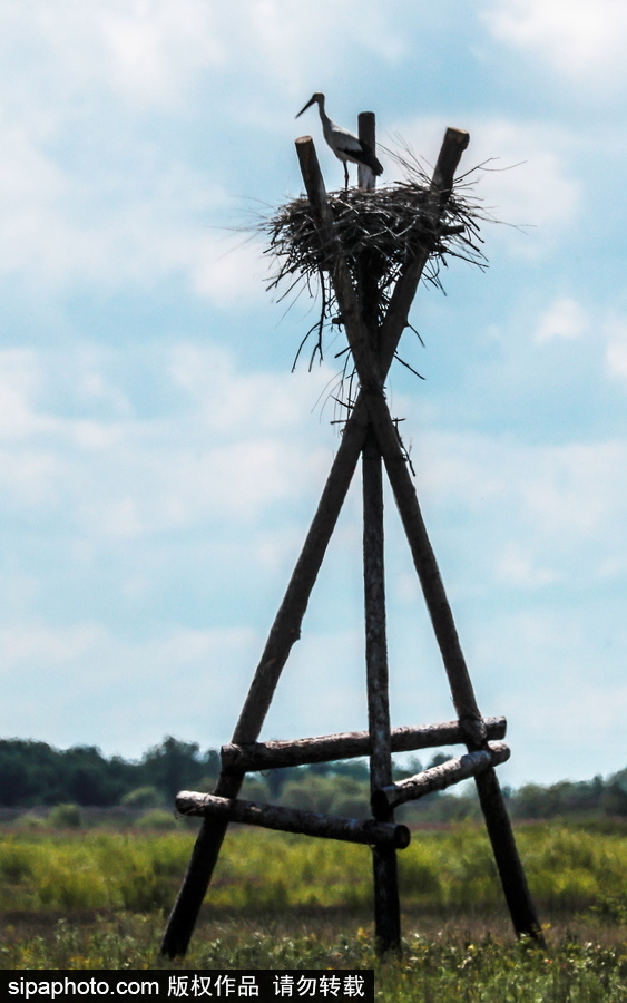 遠離塵囂的動物棲息地 探訪俄羅斯別廖佐夫斯基自然保護區(qū)