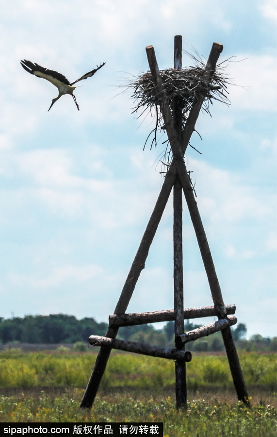 遠離塵囂的動物棲息地 探訪俄羅斯別廖佐夫斯基自然保護區
