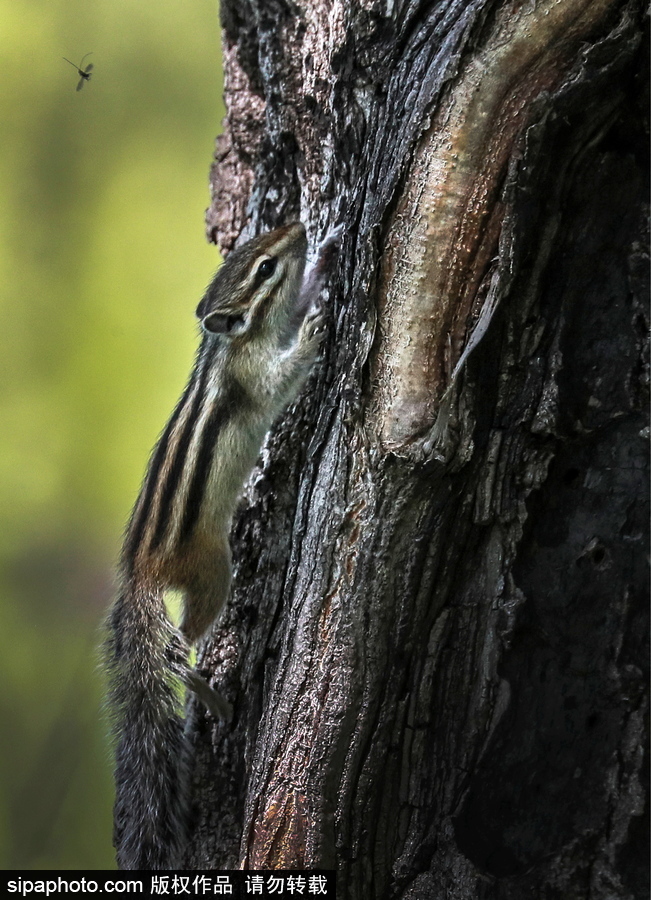 遠(yuǎn)離塵囂的動(dòng)物棲息地 探訪俄羅斯別廖佐夫斯基自然保護(hù)區(qū)