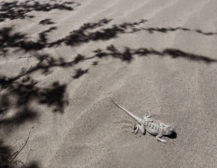 綠洲的世界奇跡：庫布其治沙創造5千億生態財富