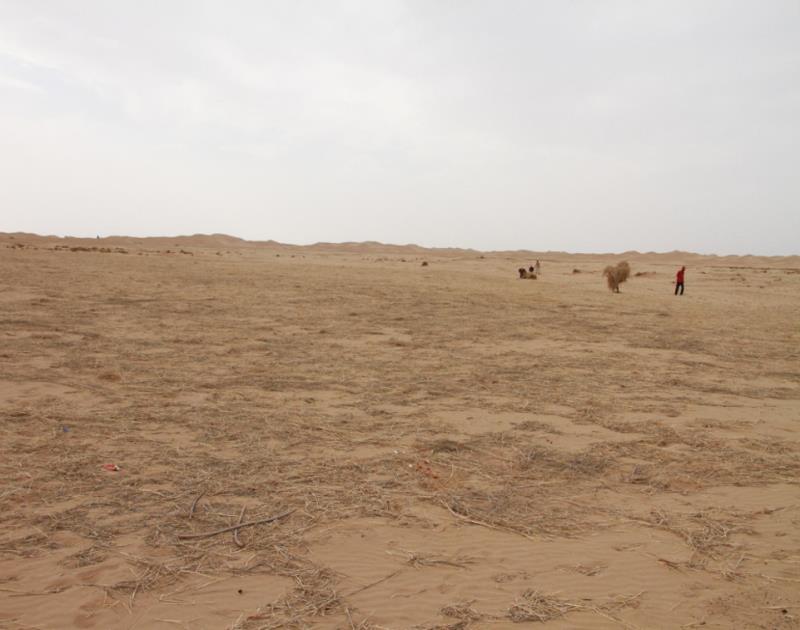 綠洲的世界奇跡：庫(kù)布其治沙創(chuàng)造5千億生態(tài)財(cái)富