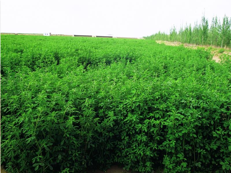 綠洲的世界奇跡：庫(kù)布其治沙創(chuàng)造5千億生態(tài)財(cái)富