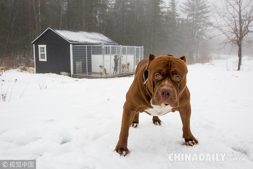 世界最大斗牛犬搬新家 待遇豪華狗舍價值16.5萬元