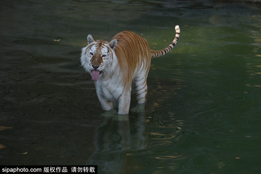 天氣熱得老虎也坐不住了！西班牙馬德里動(dòng)物園猛虎水中避暑