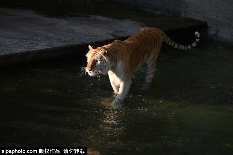 天氣熱得老虎也坐不住了！西班牙馬德里動物園猛虎水中避暑