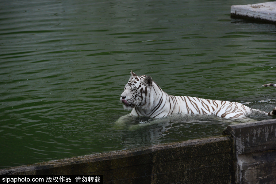 天氣熱得老虎也坐不住了！西班牙馬德里動物園猛虎水中避暑